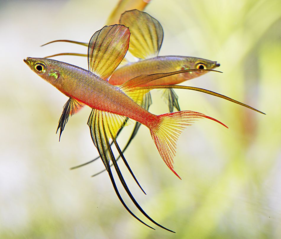 Werneri - Threadfin Rainbow 3-4cm