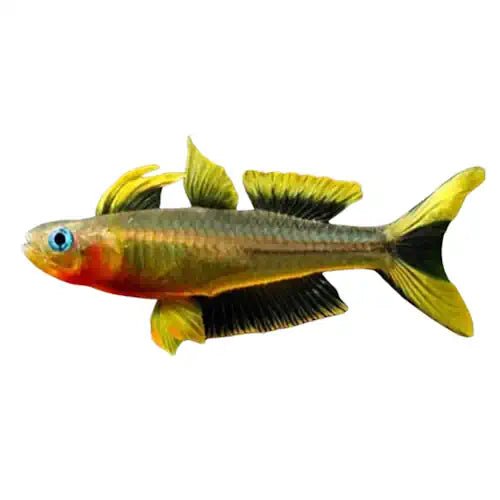 Forktail Blue Eyes (Furcatus) - FISH HUT AQUA AND PET SUPPLIES - #location# Main image