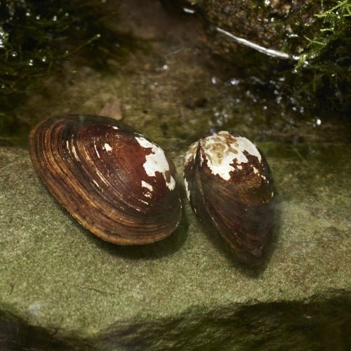 FRESH WATER MUSSELS - FISH HUT AQUA AND PET SUPPLIES - #location#