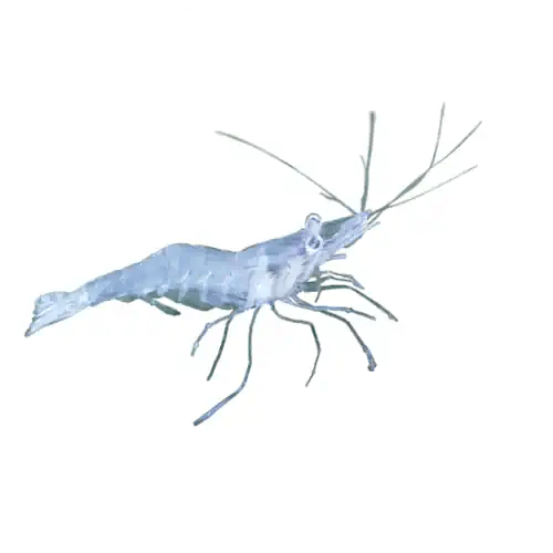 FRESHWATER GLASS SHRIMP - AUSTRALIAN - FISH HUT AQUA AND PET SUPPLIES - #location#