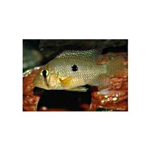 GEOPHAGUS BRAZILIENSIS - PEARL CICHLID - FISH HUT AQUA AND PET SUPPLIES - #location# Main image