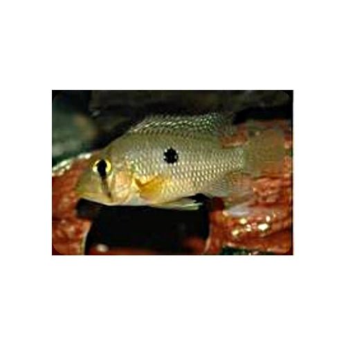 GEOPHAGUS BRAZILIENSIS - PEARL CICHLID - FISH HUT AQUA AND PET SUPPLIES - #location#