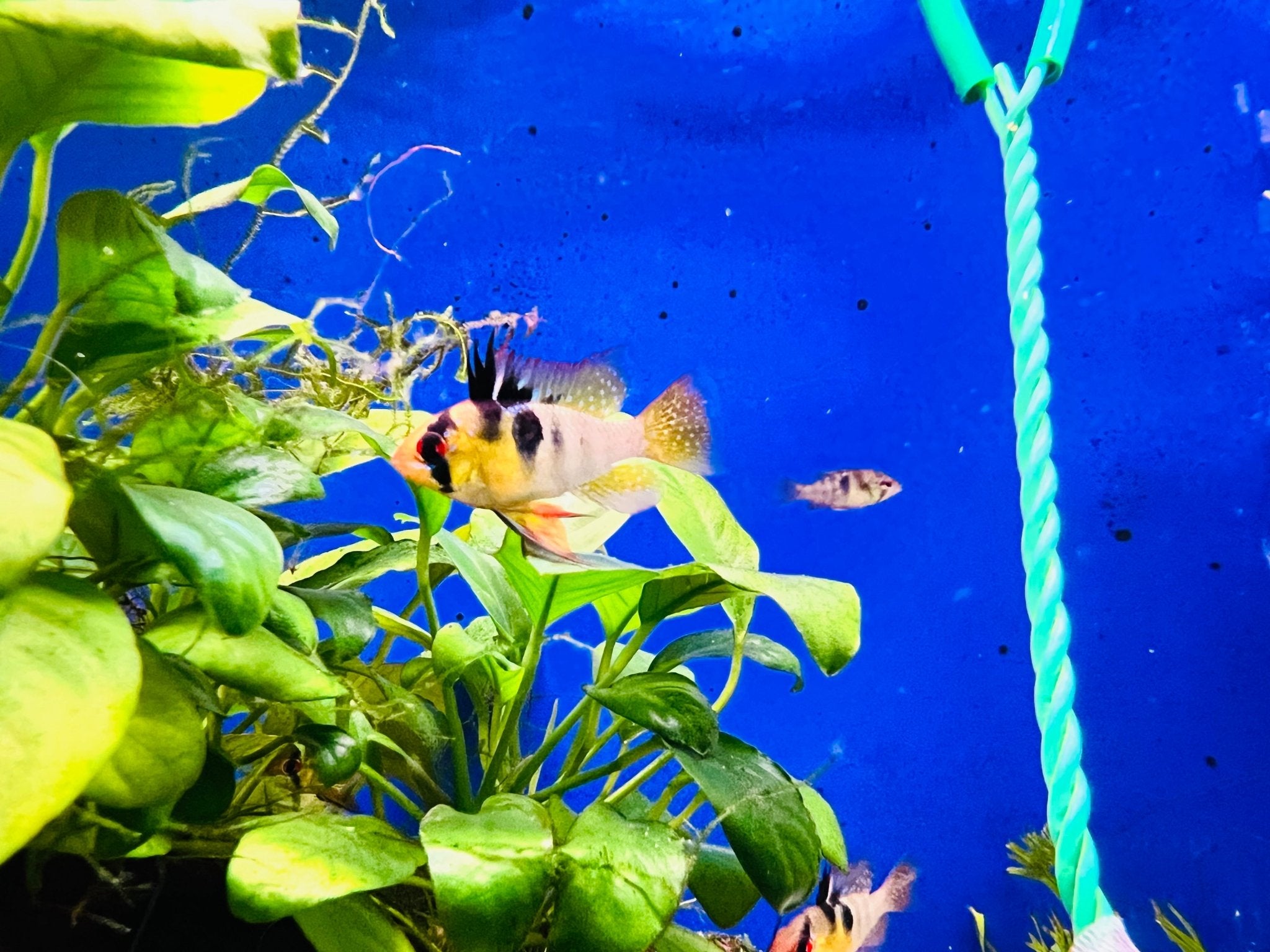 German Blue Rams- High Grade Secondary image