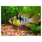 German Blue Rams - High Grade - FISH HUT AQUA AND PET SUPPLIES - #location#