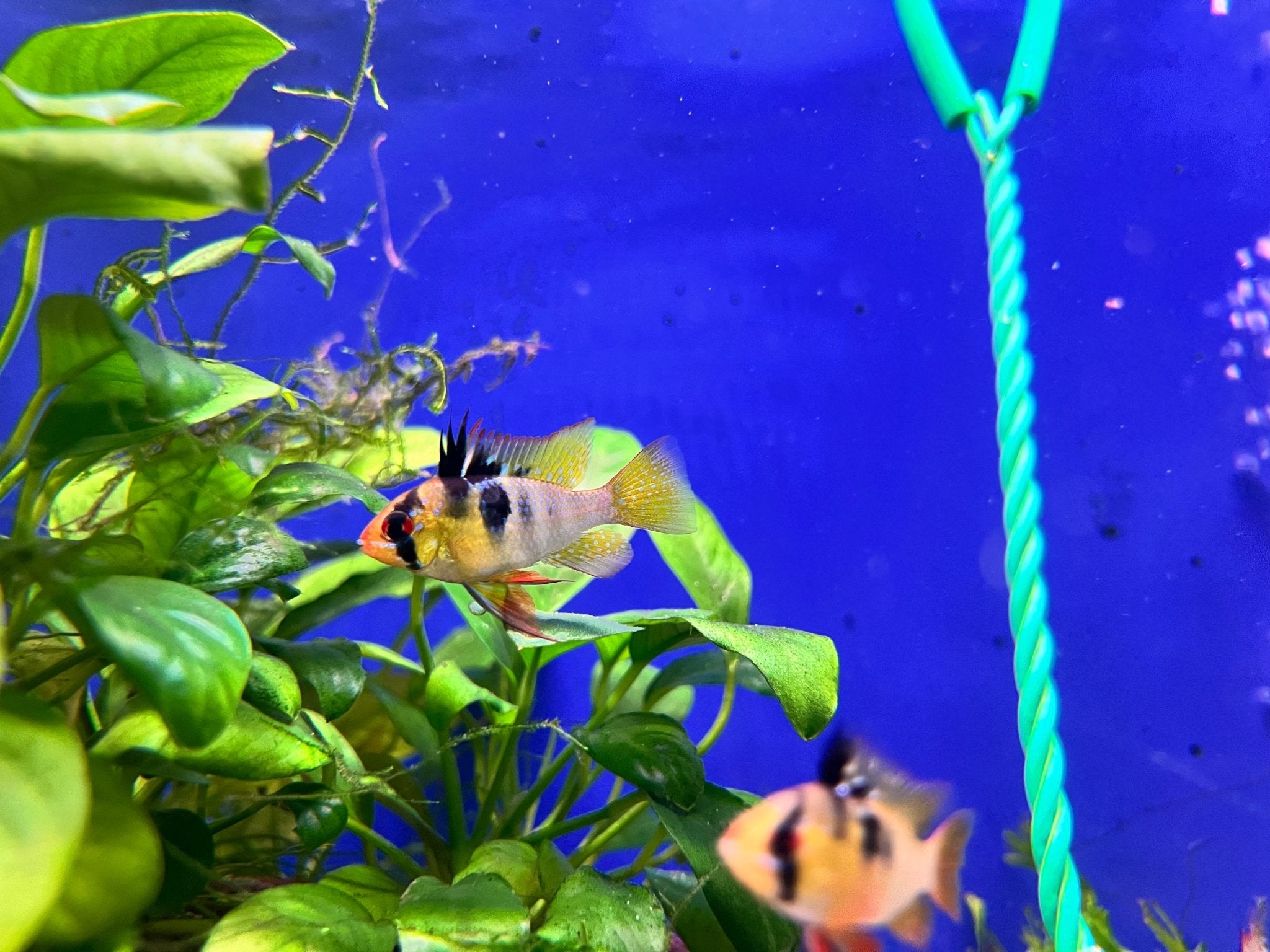 German Blue Rams - High Grade - FISH HUT AQUA AND PET SUPPLIES - #location#