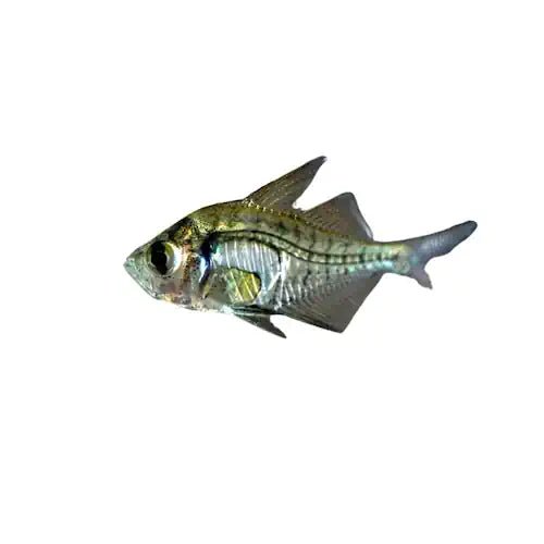 Glass Fish - Native - FISH HUT AQUA AND PET SUPPLIES - #location#