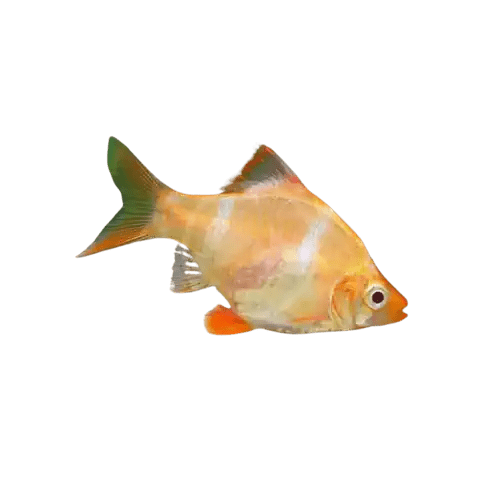GOLD TIGER BARBS - FISH HUT AQUA AND PET SUPPLIES - #location#
