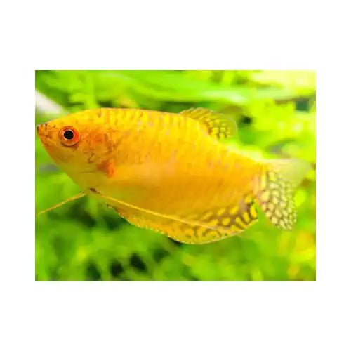Golden Gourami - FISH HUT AQUA AND PET SUPPLIES - #location# Main image