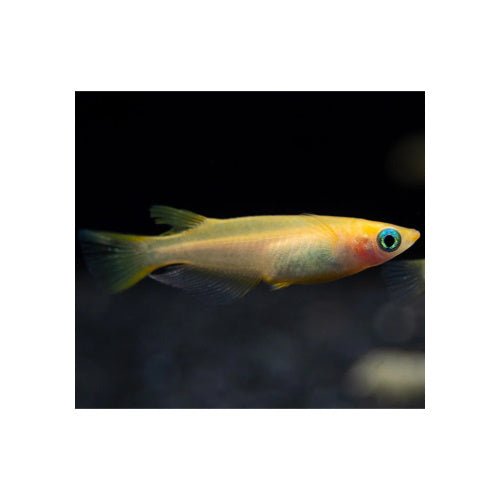 GOLDEN MEDAKA RICE FISH - FISH HUT AQUA AND PET SUPPLIES - #location#