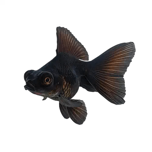 Goldfish Black Telescope - FISH HUT AQUA AND PET SUPPLIES - #location#