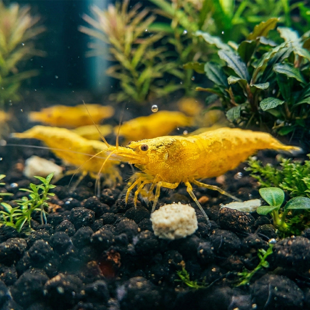 Goldback Yellow Neocaridina Shrimp