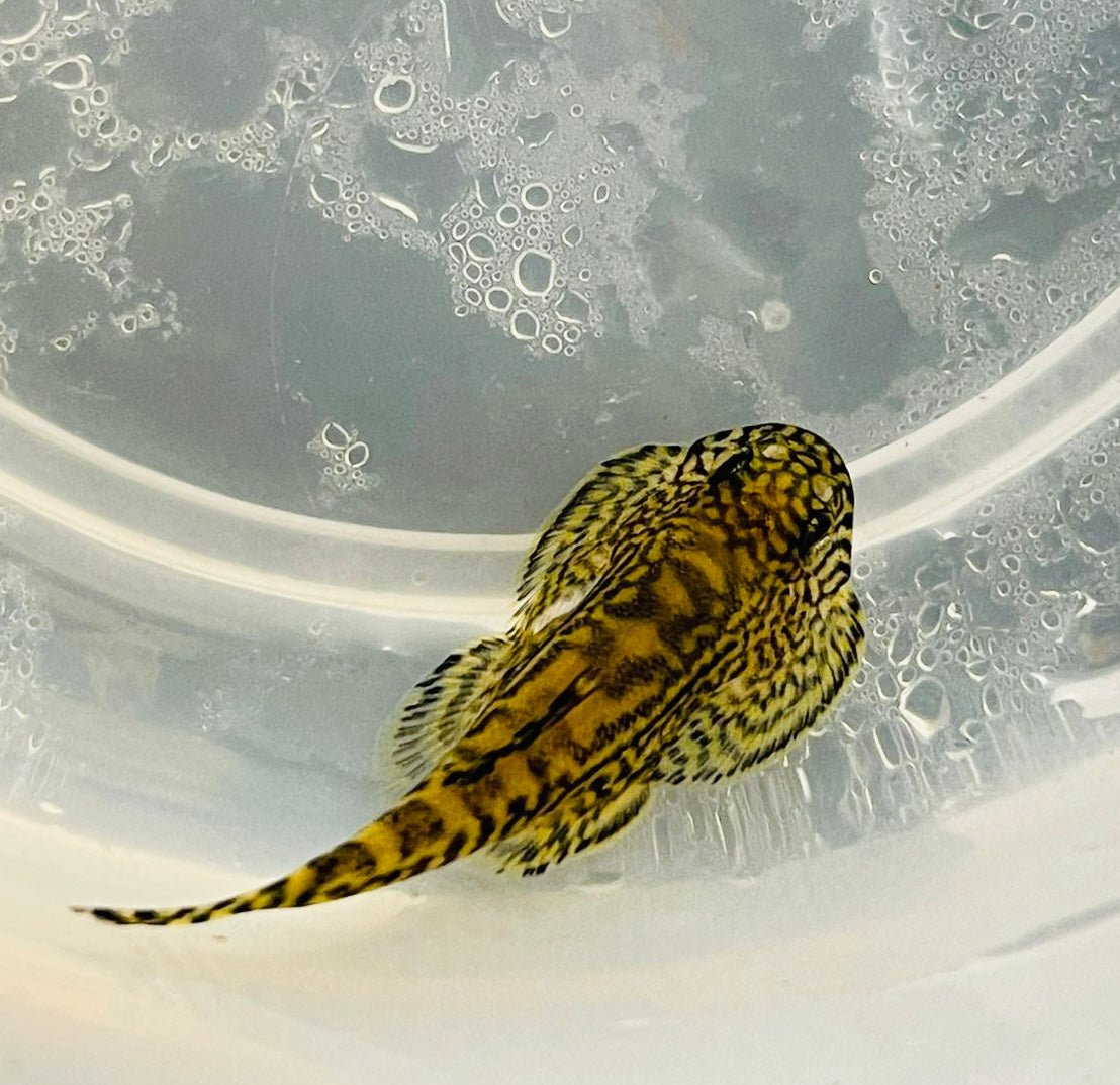 HILLSTREAM LOACH - FISH HUT AQUA AND PET SUPPLIES - #location# Main image