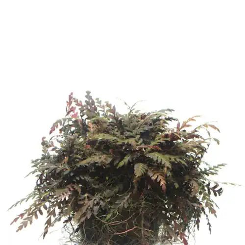 Hygrophila Pinnatifida Tissue Culture - FISH HUT AQUA AND PET SUPPLIES - #location#