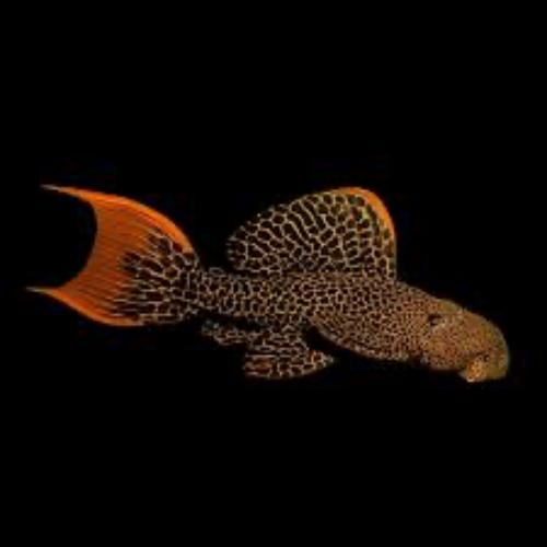 PLECO L600 (Pre-Order Only)