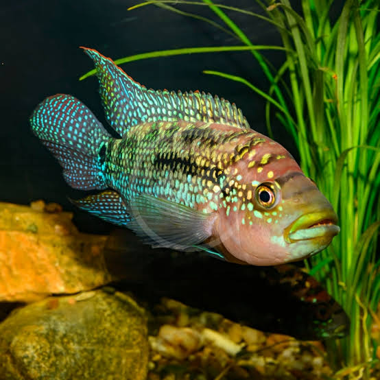 JACK DEMPSEY CICHLID - FISH HUT AQUA AND PET SUPPLIES