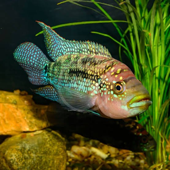 JACK DEMPSEY CICHLID 3 - 4cm - FISH HUT AQUA AND PET SUPPLIES - #location# Main image