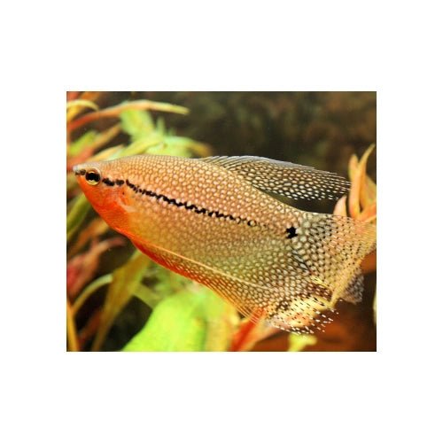 LACE PEARL GOURAMI - FISH HUT AQUA AND PET SUPPLIES - #location#