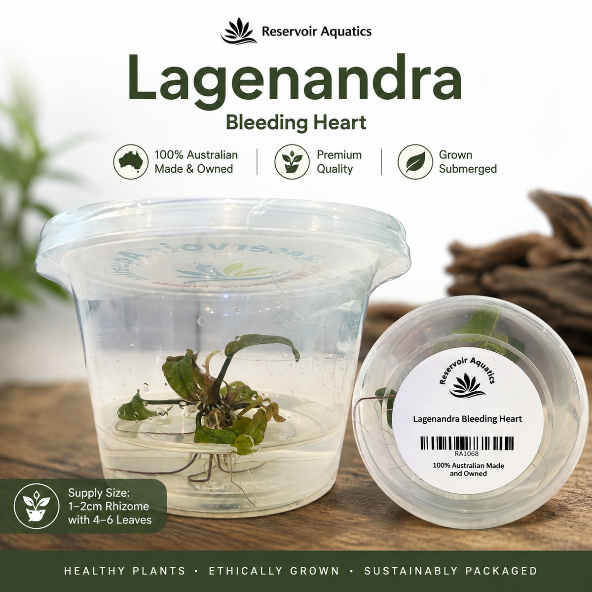 Lagenandra Bleeding Heart (Rare)