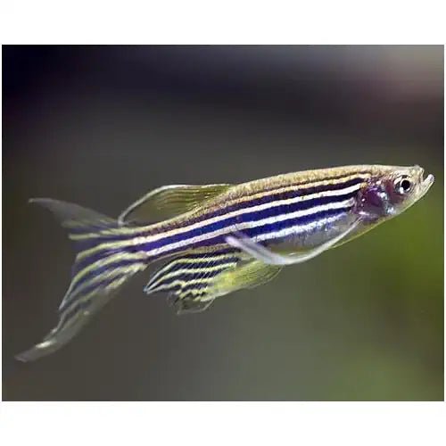 LONGFIN ZEBRA DANIO - FISH HUT AQUA AND PET SUPPLIES - #location#