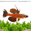 Luminatus Red Neon Blue Eye - FISH HUT AQUA AND PET SUPPLIES - #location#