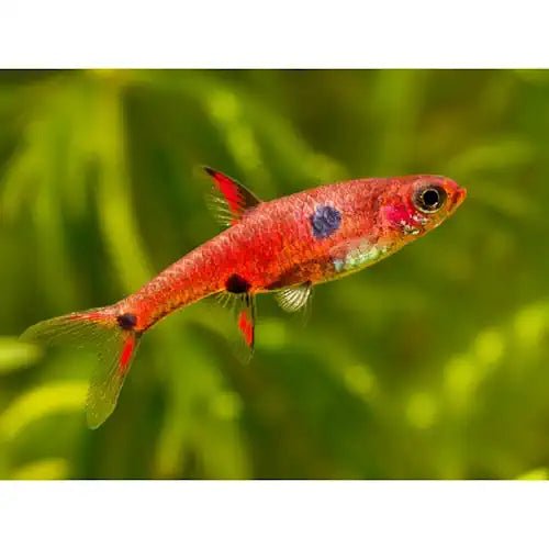 MACULATA RASBORA - FISH HUT AQUA AND PET SUPPLIES - #location#