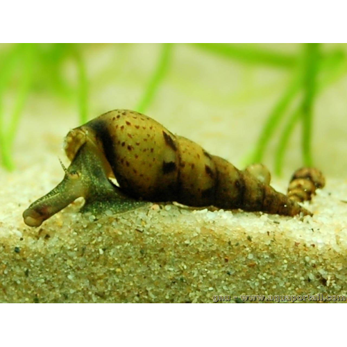 Malaysian Trumpet Snails - 5pk Main image