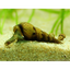 Malaysian Trumpet Snails - 5pk