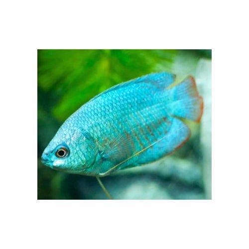 MALE DWARF BLUE CORAL GOURAMI - FISH HUT AQUA AND PET SUPPLIES - #location# Main image