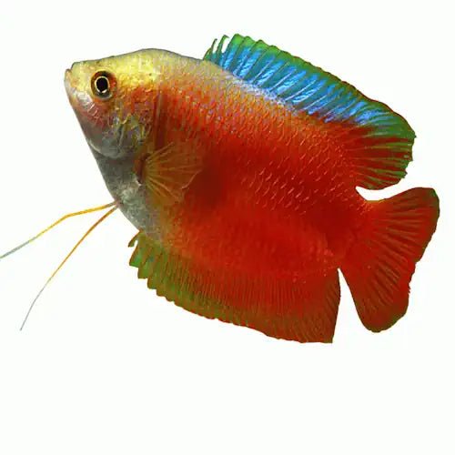 MALE DWARF FLAME GOURAMI - FISH HUT AQUA AND PET SUPPLIES - #location# Main image