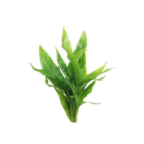 MICRO INDO JAVA FERN - FISH HUT AQUA AND PET SUPPLIES - #location#