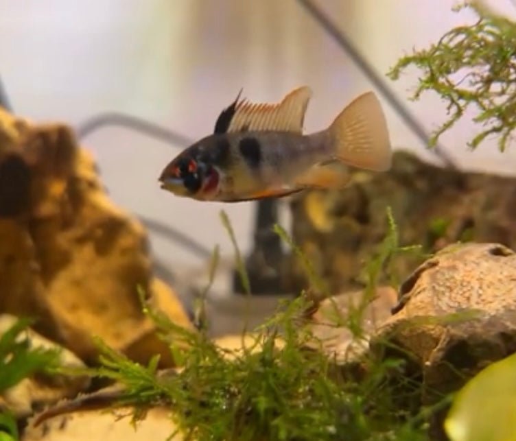 Midnight Black Ram - FISH HUT AQUA AND PET SUPPLIES - #location# Main image