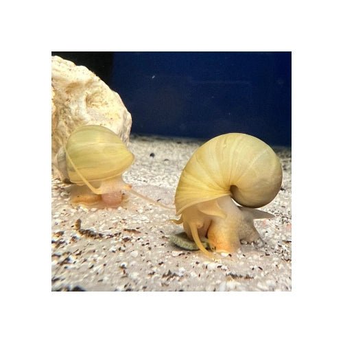 MYSTERY SNAIL IVORY - FISH HUT AQUA AND PET SUPPLIES - #location# Main image