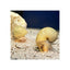 MYSTERY SNAIL IVORY - FISH HUT AQUA AND PET SUPPLIES - #location#