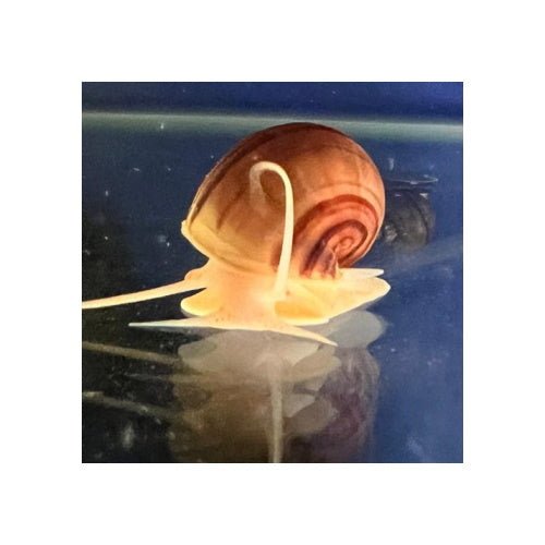 MYSTERY SNAIL MAGENTA - FISH HUT AQUA AND PET SUPPLIES - #location# Main image