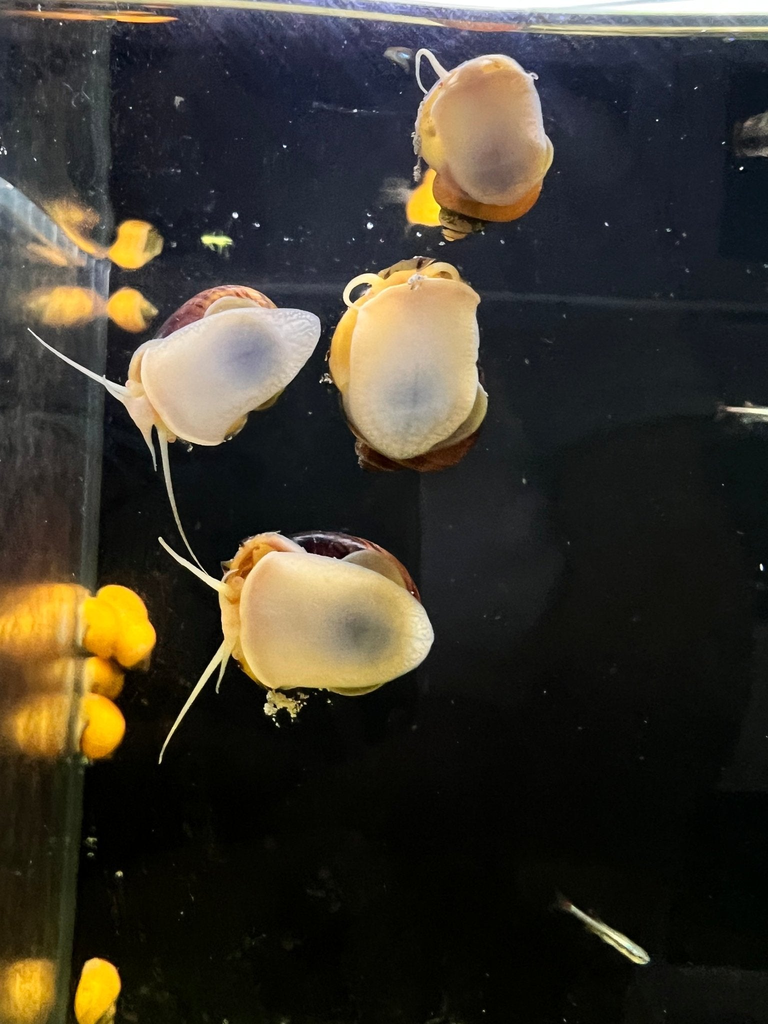 Mystery Snail - Tort - FISH HUT AQUA AND PET SUPPLIES - #location# Main image