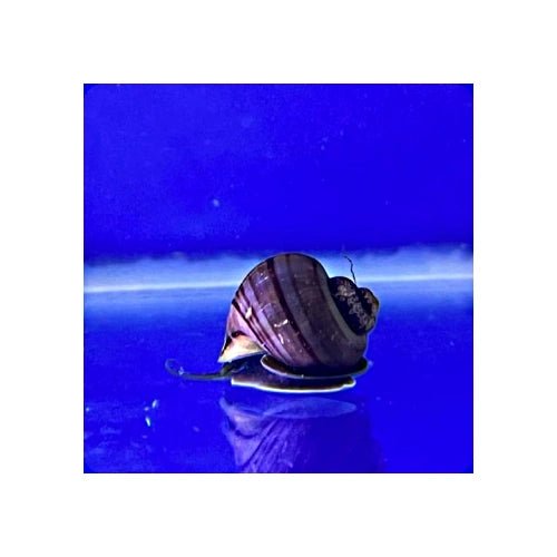MYSTERY SNAILS PURPLE - FISH HUT AQUA AND PET SUPPLIES - #location# Main image
