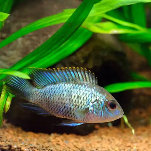 Neon Blue Acara 7cm - FISH HUT AQUA AND PET SUPPLIES - #location#