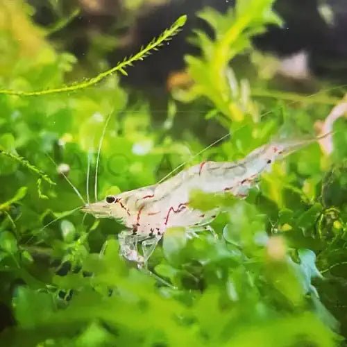 North Queensland Algae Shrimp - FISH HUT AQUA AND PET SUPPLIES - #location# Main image