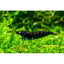 Orange Eye Tiger Shrimp for sale in Australian freshwater aquariums - FISH HUT AQUA AND PET SUPPLIES