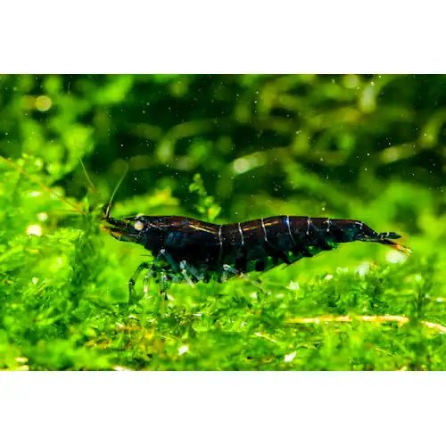 Orange Eye Tiger Shrimp for sale in Australian freshwater aquariums - FISH HUT AQUA AND PET SUPPLIES 