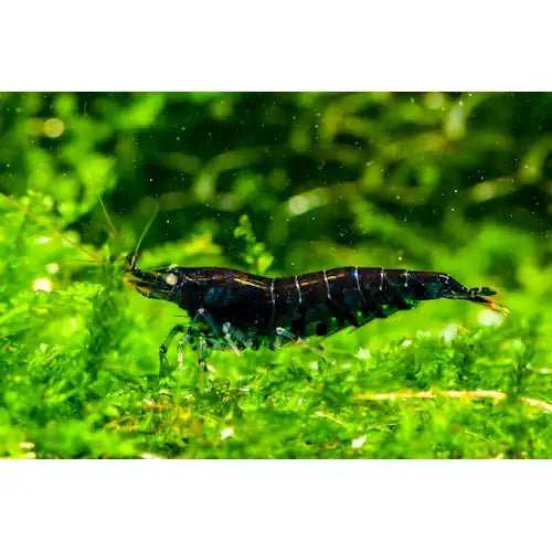 Orange Eye Tiger Shrimps (mix) - FISH HUT AQUA AND PET SUPPLIES - #location#