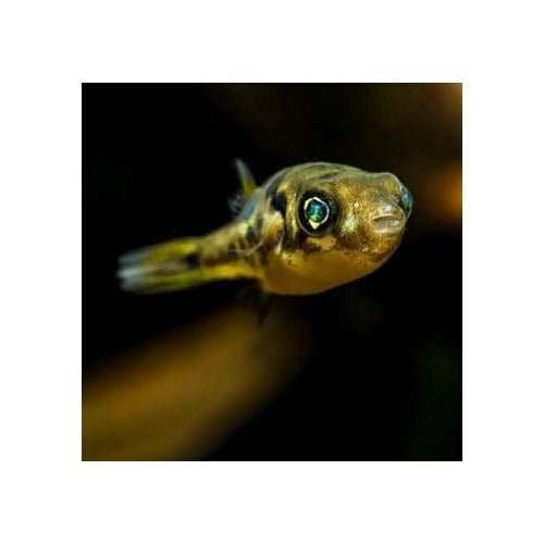 PEA PUFFER - FISH HUT AQUA AND PET SUPPLIES - #location# Main image