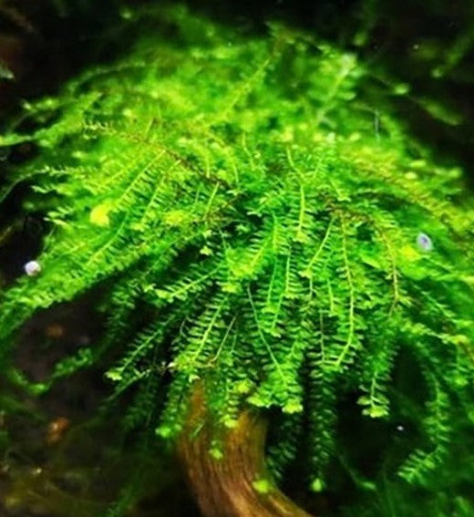 WEEPING MOSS - PILO MOSS (Small Tubs) - FISH HUT AQUA AND PET SUPPLIES