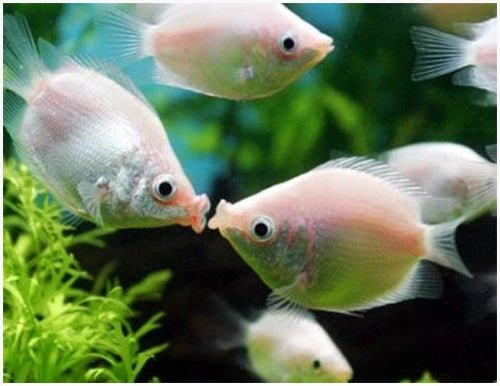 PINK KISSING GOURAMI - FISH HUT AQUA AND PET SUPPLIES - #location#