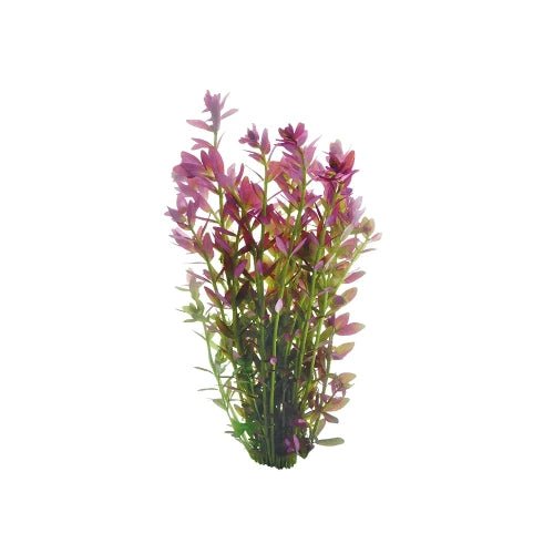 PINK ROTALA - FISH HUT AQUA AND PET SUPPLIES - #location#