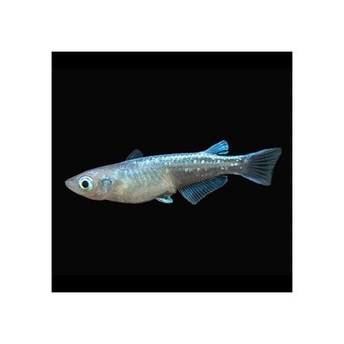 PLATINUM MEDAKA - RICE FISH - FISH HUT AQUA AND PET SUPPLIES - #location#