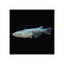 PLATINUM MEDAKA - RICE FISH - FISH HUT AQUA AND PET SUPPLIES - #location#