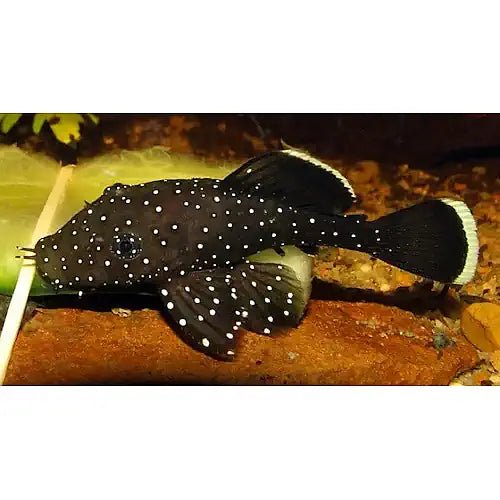 PLECO - PEPPERMINT CATFISH - FISH HUT AQUA AND PET SUPPLIES - #location#