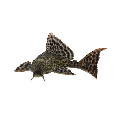 Plecostomus Catfish - Common Pleco - FISH HUT AQUA AND PET SUPPLIES - #location#