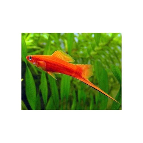 PREMIUM ASSORTED SWORDTAILS - FISH HUT AQUA AND PET SUPPLIES - #location# Main image